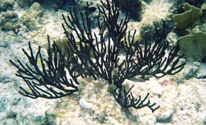 coral negro